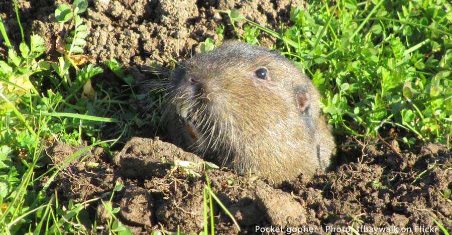 Gopher Control