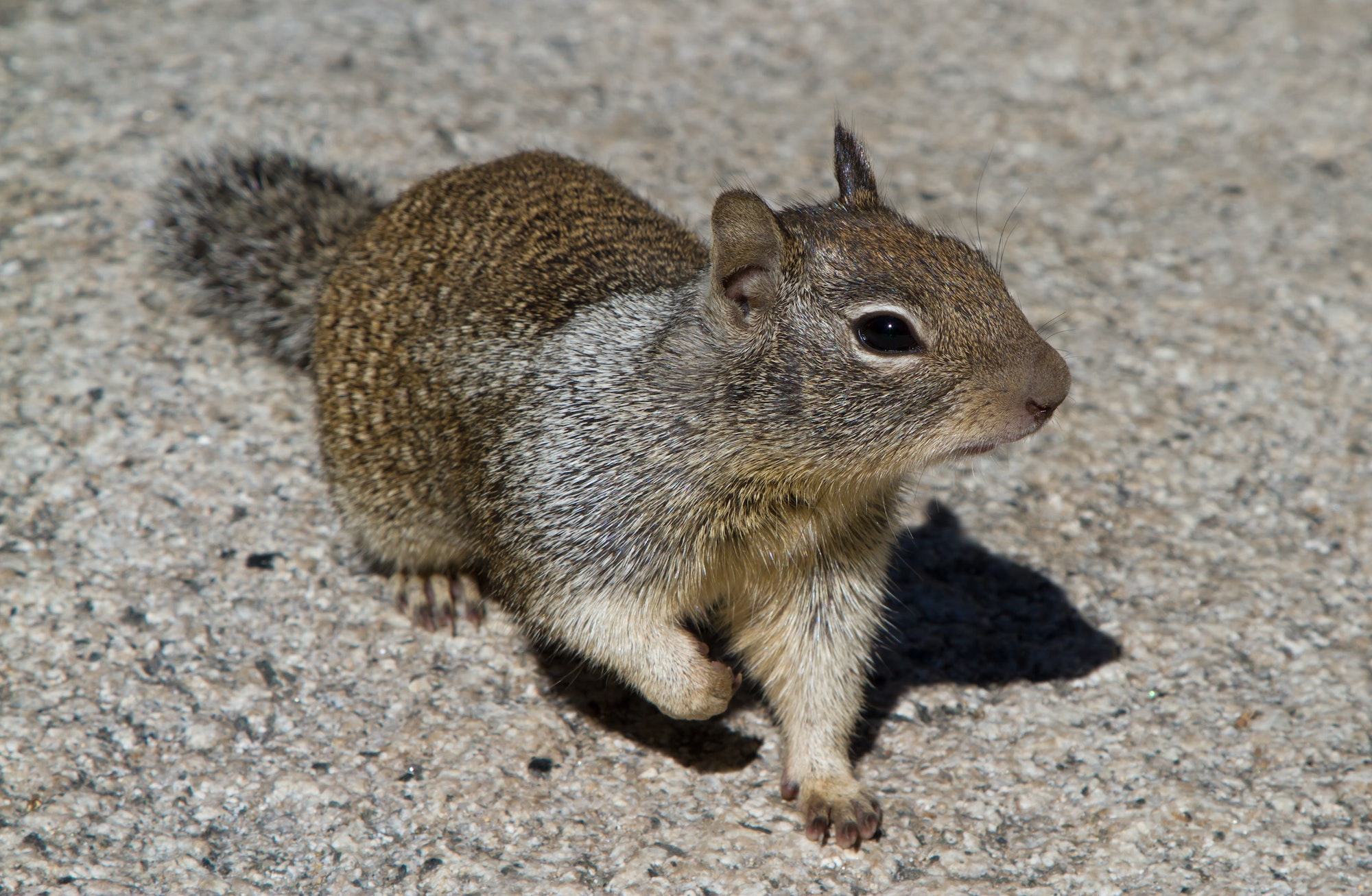 Ground Squirrel Control